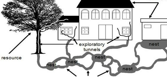 termite-entering-process