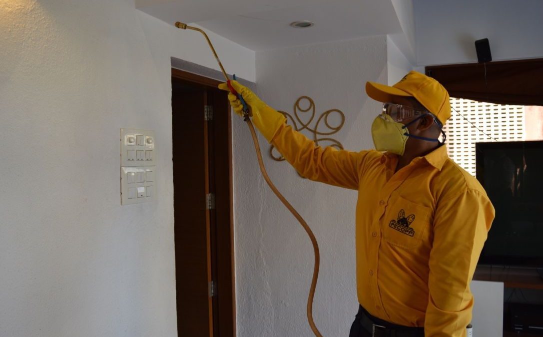 top five pests in india